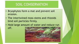 • Bryophytes form a mat and prevent soil
erosion.
• The intertwined moss stems and rhizoids
bind soil particles firmly.
• Hold large amount of water and reduce run
off.
SOIL CONSERVATION
 