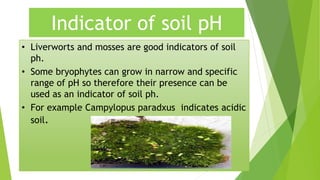 Indicator of soil pH
• Liverworts and mosses are good indicators of soil
ph.
• Some bryophytes can grow in narrow and specific
range of pH so therefore their presence can be
used as an indicator of soil ph.
• For example Campylopus paradxus indicates acidic
soil.
 
