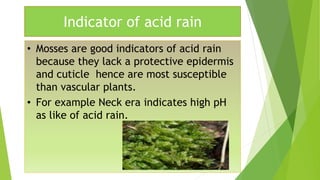 Indicator of acid rain
• Mosses are good indicators of acid rain
because they lack a protective epidermis
and cuticle hence are most susceptible
than vascular plants.
• For example Neck era indicates high pH
as like of acid rain.
 