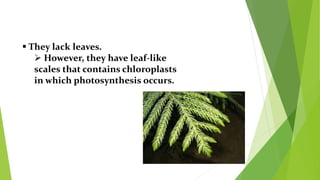 They lack leaves.
 However, they have leaf-like
scales that contains chloroplasts
in which photosynthesis occurs.
 