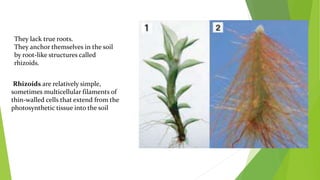 They lack true roots.
They anchor themselves in the soil
by root-like structures called
rhizoids.
Rhizoids are relatively simple,
sometimes multicellular filaments of
thin-walled cells that extend from the
photosynthetic tissue into the soil
 