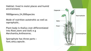 Habitat: lived in moist places and humid
environment.
9000genera,24,000species
Mode of nutrition autotrohic as well as
saprophytic.
Plant body is thallus (not differentiated
into Root,stem and leaf) e.g
Marchantia,Anthoceros.
Sporophyte has three parts :
foot,seta,capsule.
 