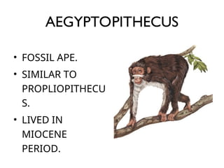 Propliopithecus man a uniquie product of forces presentation1-150503111226-.ppt