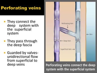  They connect the
deep system with
the superficial
system
 They pass through
the deep fascia
 Guarded by valves-
unidirectional flow
from superficial to
deep veins
 