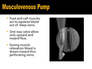  Foot and calf muscles
act to squeeze blood
out of deep veins.
 One way valve allow
only upward and
inward flow.
 During muscle
relaxation blood is
drawn inward thru
perforating veins.
 