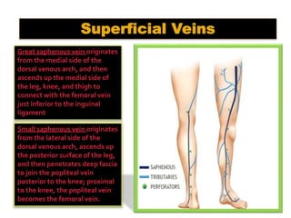 Varicose vein  [  chronic venous incompetent.pptx