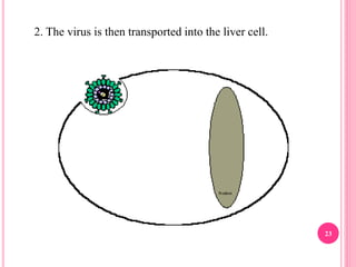 2. The virus is then transported into the liver cell.
23
 