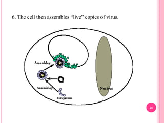 6. The cell then assembles “live” copies of virus.
26
 