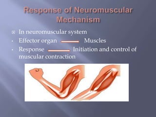  In neuromuscular system
• Effector organ Muscles
• Response Initiation and control of
muscular contraction
 