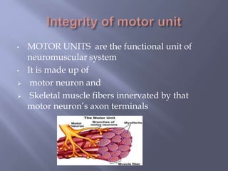 • MOTOR UNITS are the functional unit of
neuromuscular system
• It is made up of
 motor neuron and
 Skeletal muscle fibers innervated by that
motor neuron’s axon terminals
 
