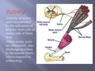 Activity
•Activity of motor
units is controlled
by the activation of
anterior horn cells or
motor cells of brain
stem
•When motor units
are stimulated , they
discharge impulses
to the muscle fibers ,
which respond by
contracting
 