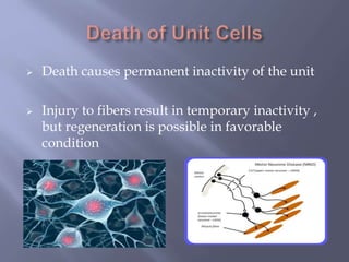  Death causes permanent inactivity of the unit
 Injury to fibers result in temporary inactivity ,
but regeneration is possible in favorable
condition
 