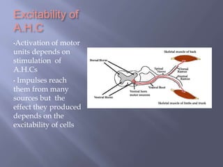 Excitability of
A.H.C
•Activation of motor
units depends on
stimulation of
A.H.Cs
• Impulses reach
them from many
sources but the
effect they produced
depends on the
excitability of cells
 