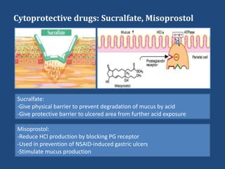 Cytoprotective drugs: Sucralfate, Misoprostol
Sucralfate:
-Give physical barrier to prevent degradation of mucus by acid
-Give protective barrier to ulcered area from further acid exposure
Misoprostol:
-Reduce HCl production by blocking PG receptor
-Used in prevention of NSAID-induced gastric ulcers
-Stimulate mucus production
 