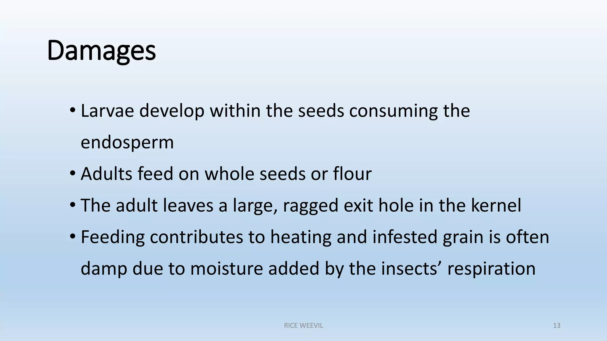 Rice Weevil (Sitophilus oryzae) | PPTX