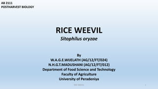 AB 2111
POSTHARVEST BIOLOGY
RICE WEEVIL
Sitophilus oryzae
By
W.A.G.E.WIJELATH (AG/12/FT/024)
N.H.G.T.MADUSHANI (AG/12/FT/012)
Department of Food Science and Technology
Faculty of Agriculture
University of Peradeniya
RICE WEEVIL 1
 