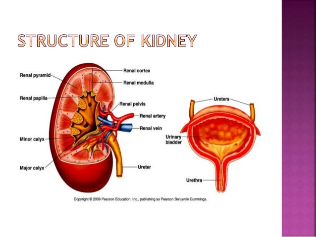 presentation on role of kidney in osmoregulation