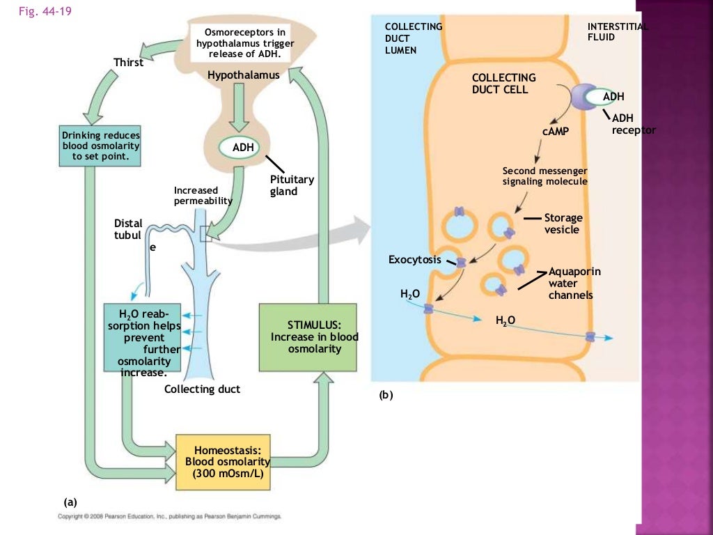 role of kidney in osmoregulation