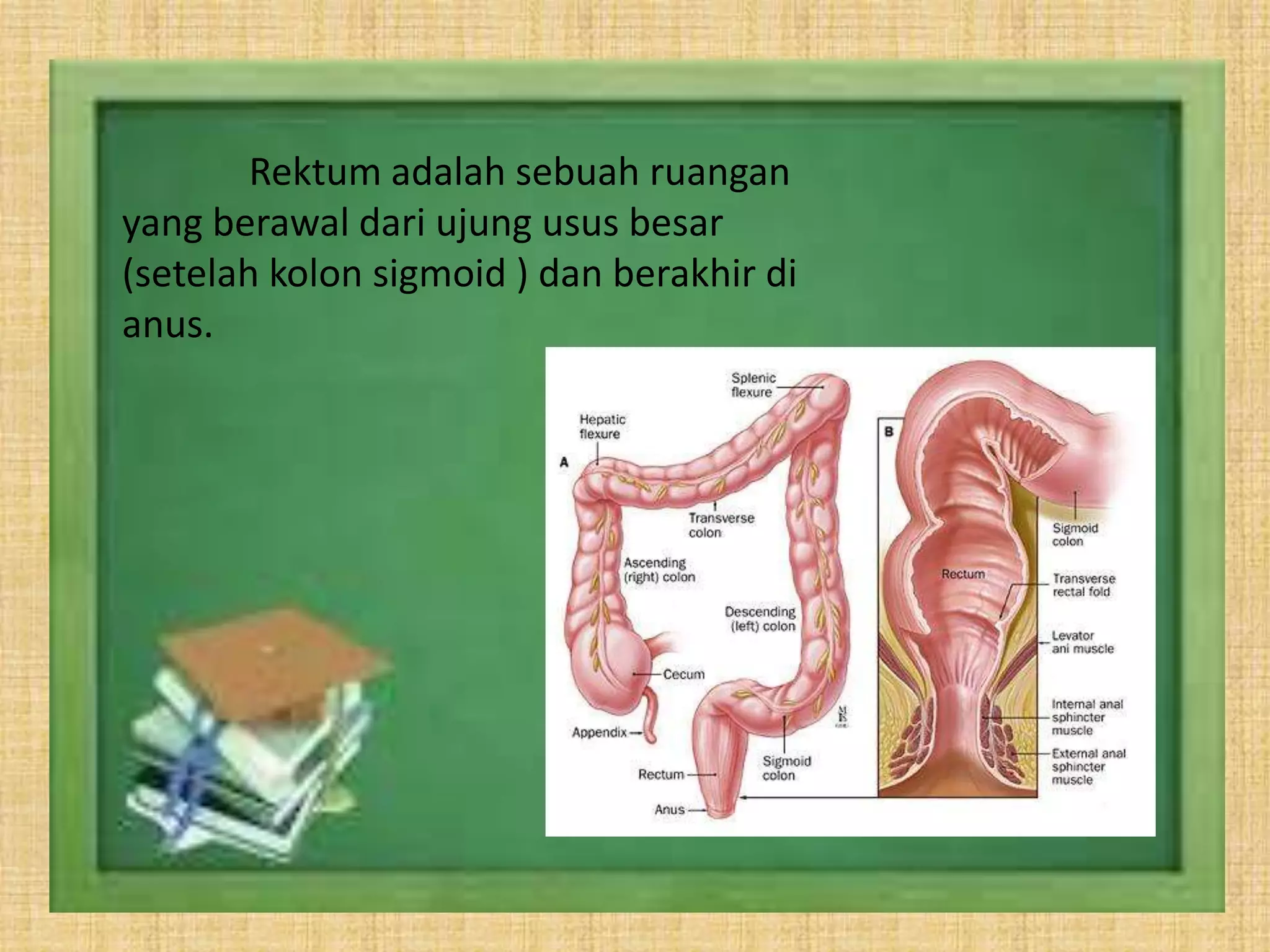 Contoh Obat Rute Rektal Biofarmasetik Sediaan Rektal | PPTX