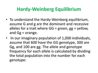 Hardy-Weinberg Equilibrium
• To understand the Hardy-Weinberg equilibrium,
assume G and g are the dominant and recessive
alleles for a trait where GG = green, gg = yellow,
and Gg = orange.
• In our imaginary population of 1,000 individuals,
assume that 600 have the GG genotype, 300 are
Gg, and 100 are gg. The allele and genotype
frequency for each allele is calculated by dividing
the total population into the number for each
genotype:
 