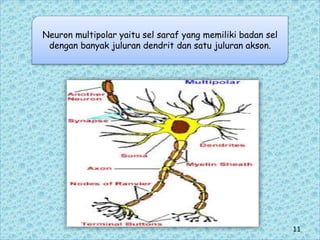 Neuron multipolar yaitu sel saraf yang memiliki badan sel
dengan banyak juluran dendrit dan satu juluran akson.
11
 