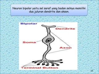 Neuron bipolar yaitu sel saraf yang badan selnya memiliki
dua juluran dendrite dan akson.
12
 