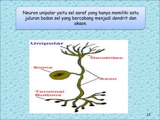 Neuron unipolar yaitu sel saraf yang hanya memiliki satu
juluran badan sel yang bercabang menjadi dendrit dan
akson.
13
 