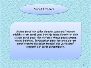 Saraf Otonom
Sistem saraf tak sadar disebut juga saraf otonom
adalah sistem saraf yang bekerja tanpa diperintah oleh
sistem saraf pusat dan terletak khusus pada sumsum
tulang belakang. Berdasarkan sifat kerjanya, sistem
saraf otonom dibedakan menjadi dua yaitu saraf
simpatik dan saraf parasimpatik.
14
 