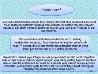 Impuls Saraf
Polarisasi adalah keadaan dimana saraf sedang istirahat atau keadaan dimana saraf
tidak sedang menjalankan rangsang. Pada keadaan ini muatan yang lebih negatif
berada di sisi dalam membran sedangkan muatan yang lebih positif berada di sisi
luar membran.
Repolarisasi disebut juga sebagai periode penyembuhan setelah saraf mengalami
depolarisasi. Repolarisasi merupakan tahapan yang paling penting bagi sel. Diantara
depolarisasi dan repolarisasi terdapat satu periode yang disebut sebagai periode
refrakter, yaitu periode waktu tertentu saat sel saraf tidak dapat menanggapi
rangsang yang diberikan untuk kedua kalinya.
Depolarisasi adalah keadaan dimana saraf sedang
menjalankan rangsang. Pada keadaan ini muatan yang lebih
negatif berada di sisi luar membran sedangkan muatan yang
lebih positif berada di sisi dalam membran.
15
 