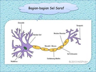 Bagian-bagian Sel Saraf
4
 