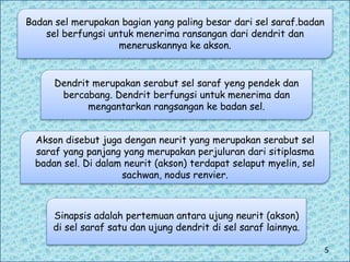 Badan sel merupakan bagian yang paling besar dari sel saraf.badan
sel berfungsi untuk menerima ransangan dari dendrit dan
meneruskannya ke akson.
Dendrit merupakan serabut sel saraf yeng pendek dan
bercabang. Dendrit berfungsi untuk menerima dan
mengantarkan rangsangan ke badan sel.
Akson disebut juga dengan neurit yang merupakan serabut sel
saraf yang panjang yang merupakan perjuluran dari sitiplasma
badan sel. Di dalam neurit (akson) terdapat selaput myelin, sel
sachwan, nodus renvier.
Sinapsis adalah pertemuan antara ujung neurit (akson)
di sel saraf satu dan ujung dendrit di sel saraf lainnya.
5
 