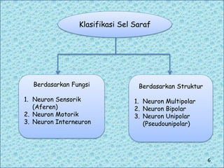 Klasifikasi Sel Saraf
Berdasarkan Fungsi
1. Neuron Sensorik
(Aferen)
2. Neuron Motorik
3. Neuron Interneuron
Berdasarkan Struktur
1. Neuron Multipolar
2. Neuron Bipolar
3. Neuron Unipolar
(Pseudounipolar)
6
 