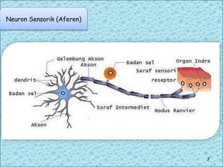 Neuron Sensorik (Aferen)
7
 