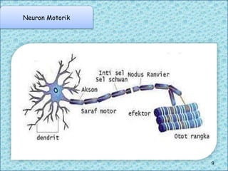 Neuron Motorik
9
 