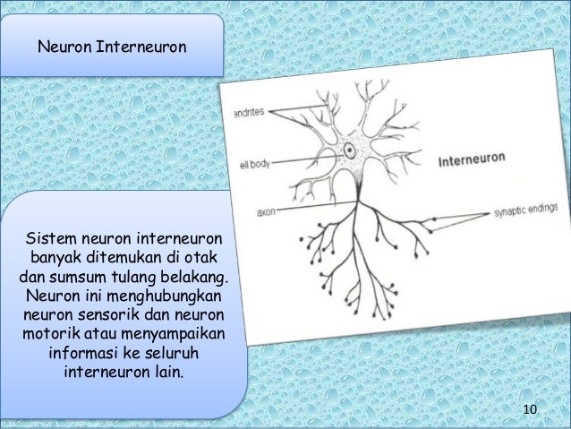 Ppt Sistem Saraf Presentation1