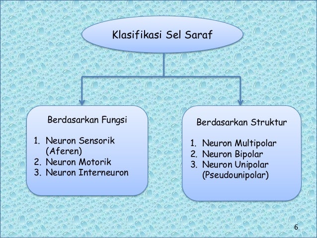 Ppt Sistem Saraf Presentation1