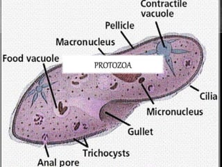 Proctocyle MICROORGANISMS | PPTX