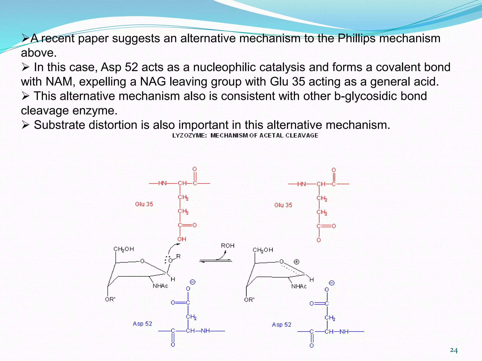 24
A recent paper suggests an alternative mechanism to the Phillips mechanism
above.
 In this case, Asp 52 acts as a nucleophilic catalysis and forms a covalent bond
with NAM, expelling a NAG leaving group with Glu 35 acting as a general acid.
 This alternative mechanism also is consistent with other b-glycosidic bond
cleavage enzyme.
 Substrate distortion is also important in this alternative mechanism.
 