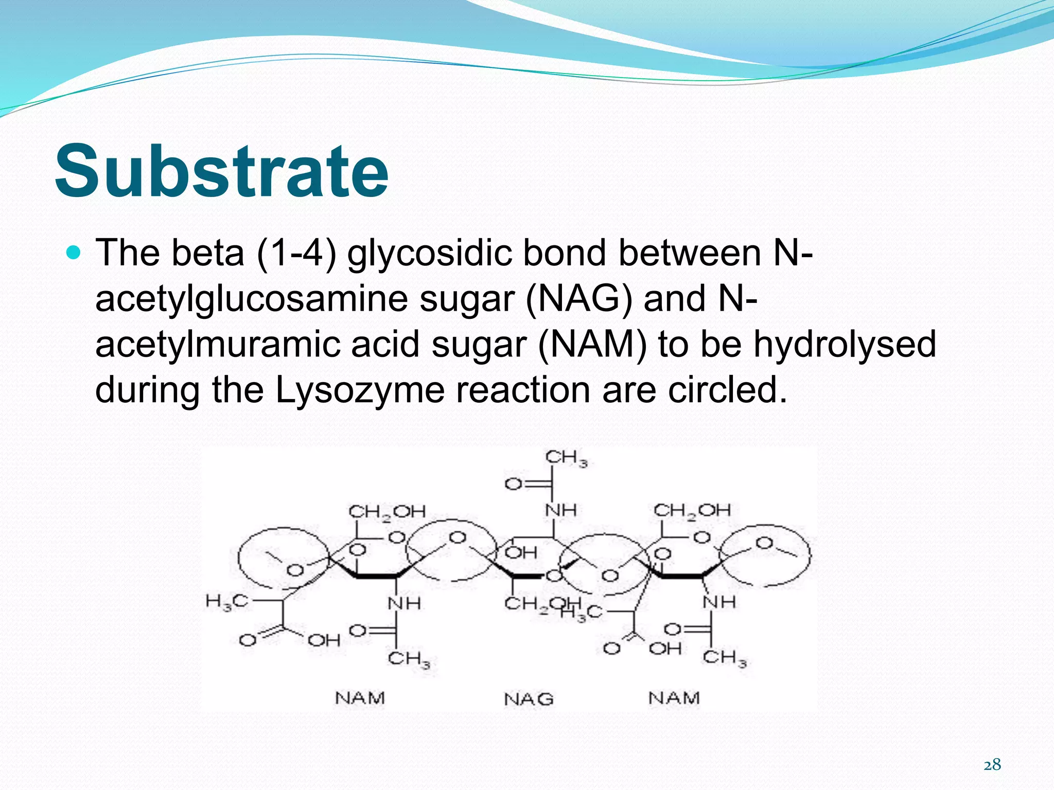 Substrate
 The beta (1-4) glycosidic bond between N-
acetylglucosamine sugar (NAG) and N-
acetylmuramic acid sugar (NAM) to be hydrolysed
during the Lysozyme reaction are circled.
28
 