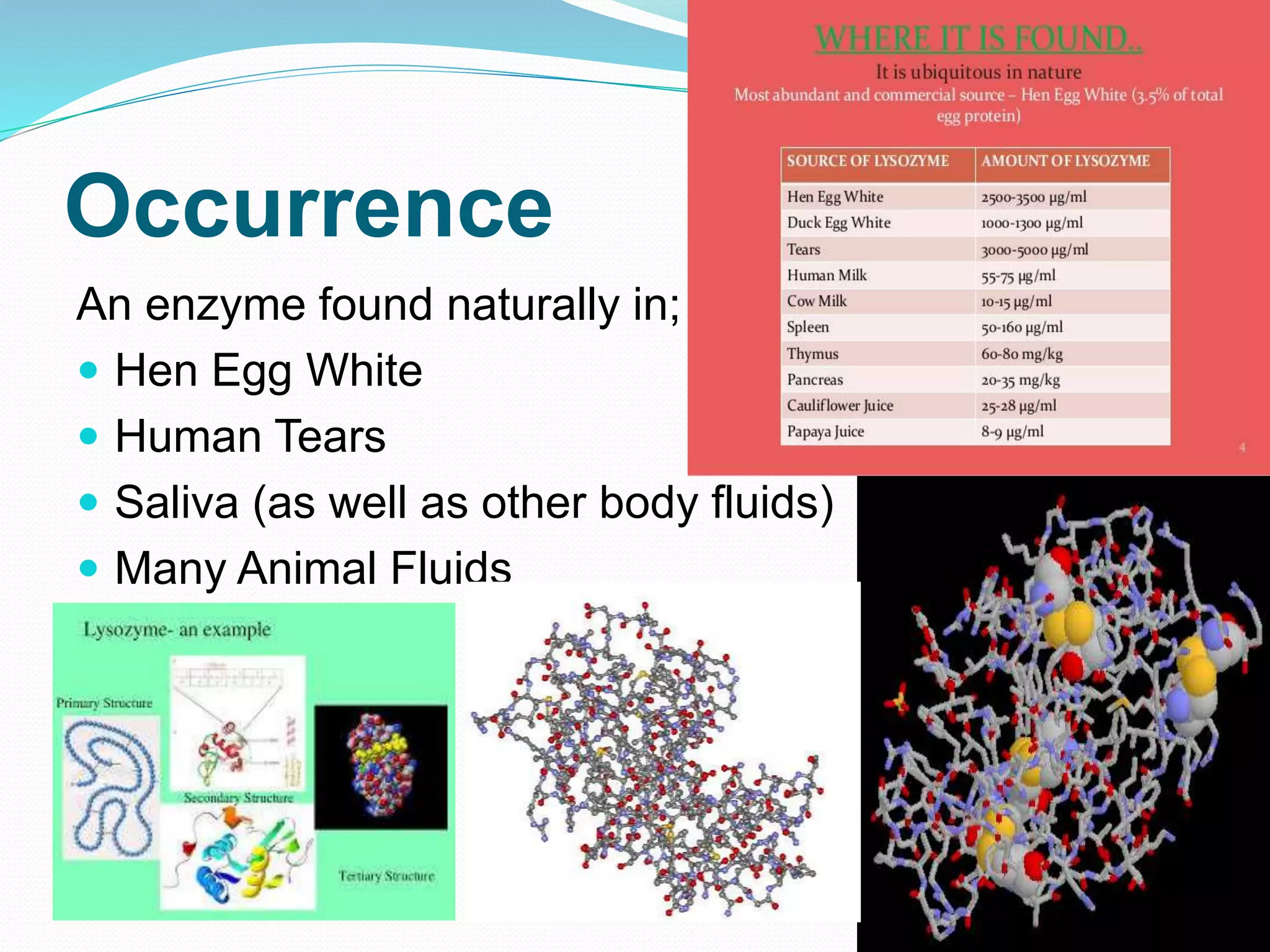 Occurrence
An enzyme found naturally in;
 Hen Egg White
 Human Tears
 Saliva (as well as other body fluids)
 Many Animal Fluids
7
 