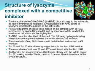 Structure of lysozyme
complexed with a competitive
inhibitor
 The trisaccharide NAG-NAG-NAG (tri-NAG) binds strongly to the active site.
Its rate of hydrolysis is negligible. Crystallization of tri-NAG bound to
lysozyme indicated the position of the active site.
 Here are diagrams of space-filling models of the complex (with tri-NAG
represented by space-filling model, and by liquorice model), in which the
residues of the active site are highlighted.
 Tri-NAG occupies about half of the cleft. The following hydrogen bonding
interactions are apparent between the active site and the inhibitor:
 The side chain of Asp 101 interacts with both the first and second NAG
residues.
 Trp 62 and Trp 63 side chains hydrogen bond to the third NAG residue.
 The main chain of residues 59 and 107 also interact with the third NAG.
 Additionally, the second residue (B) interacts closely with the indole ring of
Trp 62, making van der Waals contacts. Examine these interactions in the
crystal structure..
17
 