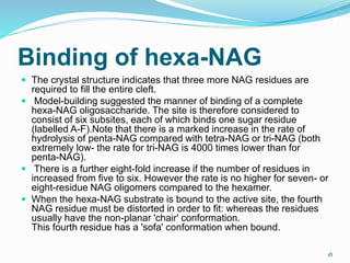 Binding of hexa-NAG
 The crystal structure indicates that three more NAG residues are
required to fill the entire cleft.
 Model-building suggested the manner of binding of a complete
hexa-NAG oligosaccharide. The site is therefore considered to
consist of six subsites, each of which binds one sugar residue
(labelled A-F).Note that there is a marked increase in the rate of
hydrolysis of penta-NAG compared with tetra-NAG or tri-NAG (both
extremely low- the rate for tri-NAG is 4000 times lower than for
penta-NAG).
 There is a further eight-fold increase if the number of residues in
increased from five to six. However the rate is no higher for seven- or
eight-residue NAG oligomers compared to the hexamer.
 When the hexa-NAG substrate is bound to the active site, the fourth
NAG residue must be distorted in order to fit: whereas the residues
usually have the non-planar 'chair' conformation.
This fourth residue has a 'sofa' conformation when bound.
18
 