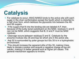 Catalysis
 For catalysis to occur, (NAG-NAM)3 binds to the active site with each
sugar in the chair conformation except the fourth which is distorted to
a half chair form, which labilizes the glycosidic link between the 4th
and 5th sugars.
 if the sugars that fit into the binding site are labeled A-F, then
because of the bulky lactyl substituent on the NAM, residues C and E
can not be NAM, which suggests that B, D and F must be NAM
residues.
 Cleavage occurs between residues D and E. Catalysis by the
enzyme involves Glu 35 and Asp 52 which are in the active site.
 Asp 52 is surrounded by polar groups but Glu 35 is in a hydrophobic
environment.
 This should increase the apparent pKa of Glu 35, making it less
likely to donate a proton and acquire a negative charge at low pH
values, making it a better general acid at higher pH values. The
general mechanism appears to involve.
21
 