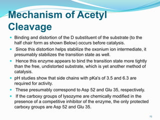 Mechanism of Acetyl
Cleavage
 Binding and distortion of the D substituent of the substrate (to the
half chair form as shown Below) occurs before catalysis.
 Since this distortion helps stabilize the oxonium ion intermediate, it
presumably stabilizes the transition state as well.
 Hence this enzyme appears to bind the transition state more tightly
than the free, undistorted substrate, which is yet another method of
catalysis.
 pH studies show that side chains with pKa's of 3.5 and 6.3 are
required for activity.
 These presumably correspond to Asp 52 and Glu 35, respectively.
 If the carboxy groups of lysozyme are chemically modified in the
presence of a competitive inhibitor of the enzyme, the only protected
carboxy groups are Asp 52 and Glu 35.
23
 