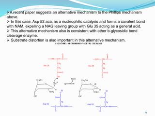 24
A recent paper suggests an alternative mechanism to the Phillips mechanism
above.
 In this case, Asp 52 acts as a nucleophilic catalysis and forms a covalent bond
with NAM, expelling a NAG leaving group with Glu 35 acting as a general acid.
 This alternative mechanism also is consistent with other b-glycosidic bond
cleavage enzyme.
 Substrate distortion is also important in this alternative mechanism.
 