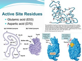 Active Site Residues
 Glutamic acid (E53)
 Aspartic acid (D70)
26
 