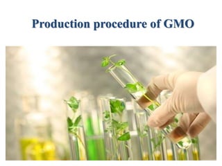 Production procedure of GMO
 