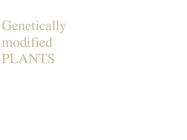 genetically modified organism 14 essay A genetically modified organism is defined as any living organism whose genes have been modified using a technology called recombinant dna methods. genetically modified organism 14 essay A genetically modified organism is defined as any living organism whose genes have been modified using a technology called recombinant dna methods.