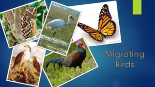 migrating animals 