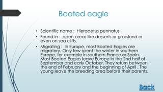 Booted eagle
• Scientific name : Hieraaetus pennatus
• Found in : open areas like desserts or grassland or
even on sea cliffs.
• Migrating : In Europe, most Booted Eagles are
migratory. Only few spent the winter in southern
Europe, for example in southern France or Spain.
Most Booted Eagles leave Europe in the 2nd half of
September and early October. They return between
the end of February and the beginning of April . The
young leave the breeding area before their parents.
 